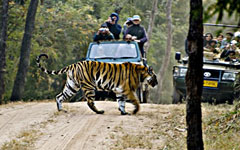 Bandhavgarh national park