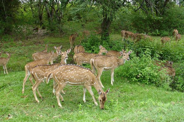 Bandipur National Park