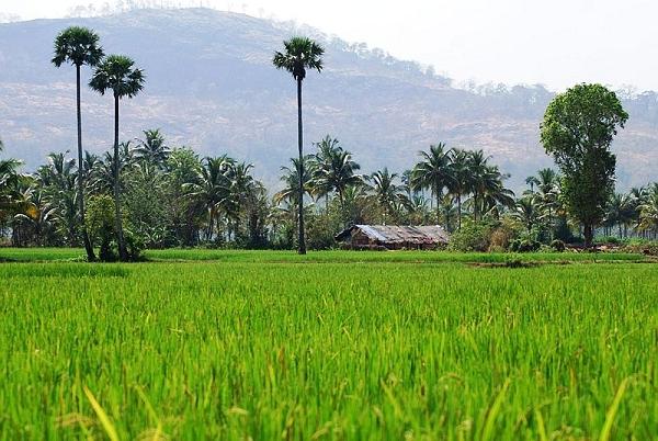 Palakkad