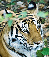 Kanha national park