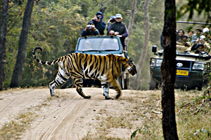 Bandhavgarh national park