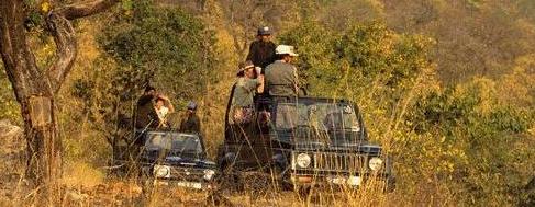 Jungle Safari in Bhandvgarh National Park