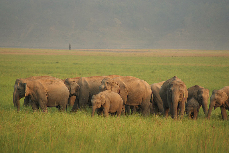 Corbett National Park