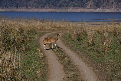 Corbett National Park