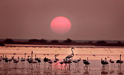 Birds in Dasada (Little Rann of Kachch)