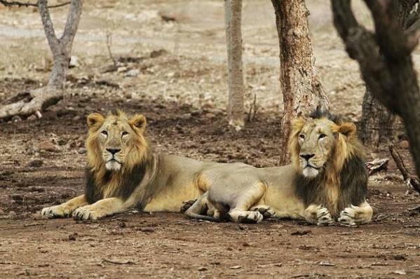 Gir National Park