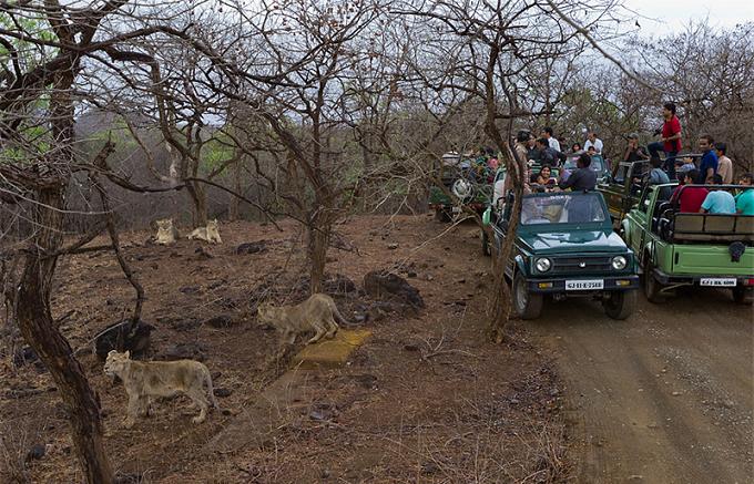 Gir National Park