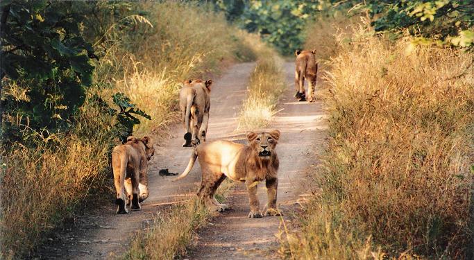 Gir National Park