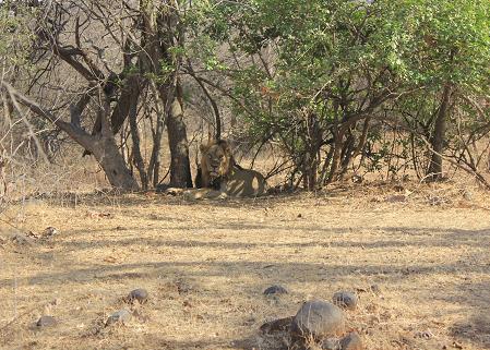 Bandhavgarh Nationalpark