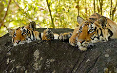 Kanha national park