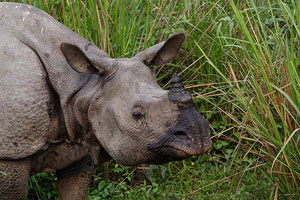 Kaziranga National Park