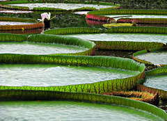 Kolkata: Lilies at the Botanical Garden