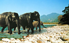 Manas: National park