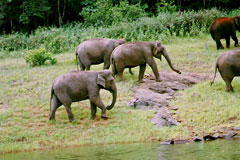 Elephants in Mudumalai Wildlife park