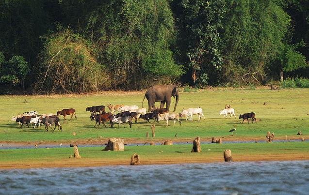 Nagarhole national park