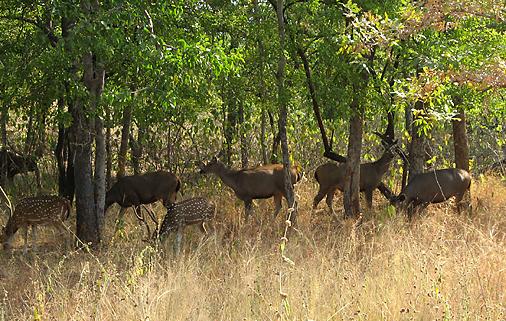 Panna National Park