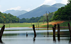 Periyar National Park