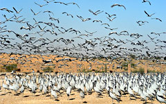 Lots of blue herons, Phalodi