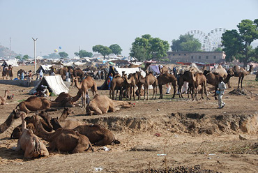 Pushkar-Mela-Kamel-Markt