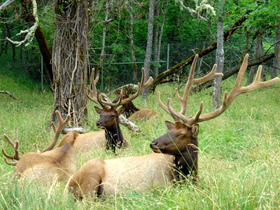 Rajaji national park