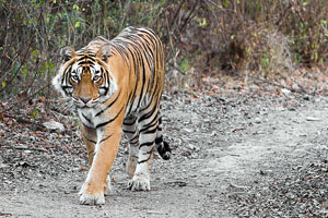 Ranthambore NationalPark