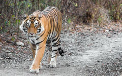 Tiger in Ranthambore national park