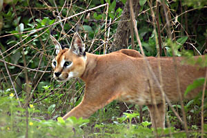 Sariska wildlife