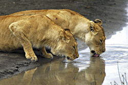 Sasan Gir National Park