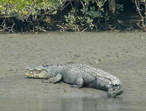 Sunderbans