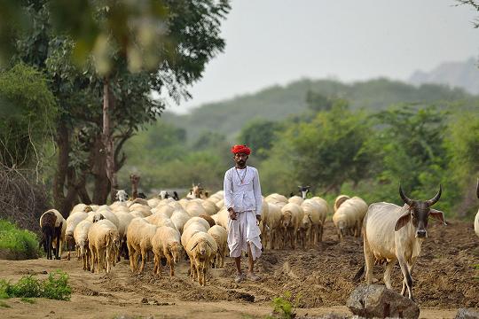 Triba Tour of Rajasthan