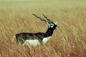 Velavadar Nationalpark