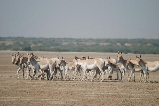 Little Rann Of Kutch Gujarat