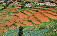 Ooty