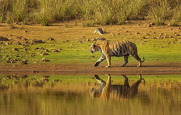 Tadoba National Park