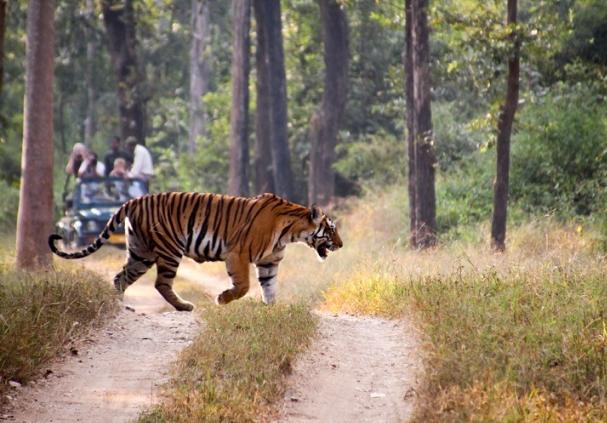 Tadoba National Park