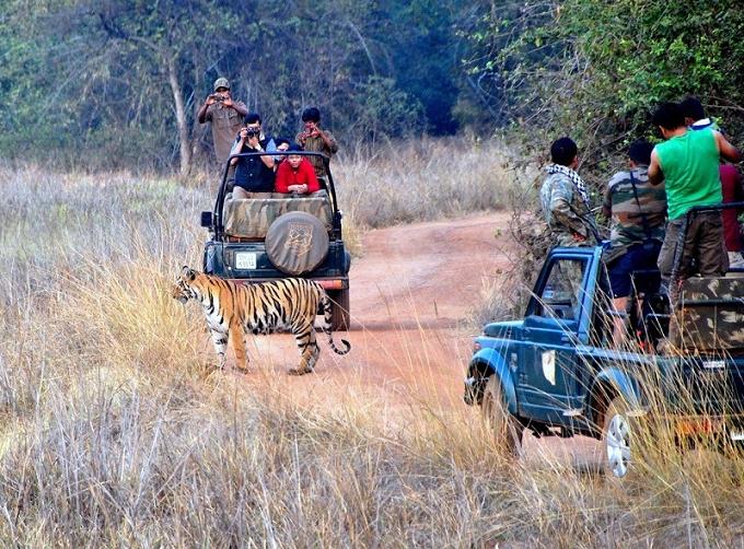 Tadoba National Park