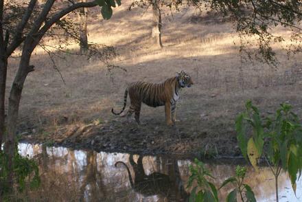 Tiger Ranthambore