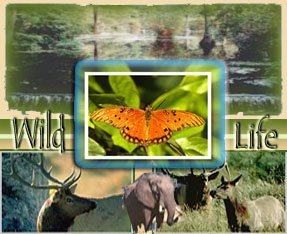 11 Tage Rajasthan Wild Life Reise Delhi - Sariska - Jaipur - Ranthambore - Bharatpur - Fatehpur Sikri - Agra