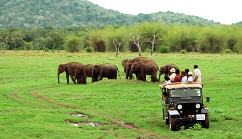 Minneriya National Park