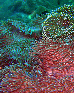 Andaman: Sea-Anemones