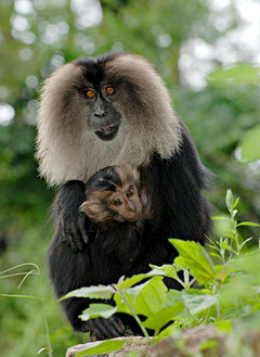 Annamalai Wildlife