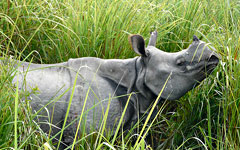 Rhino in Kaziranga national park, Assam