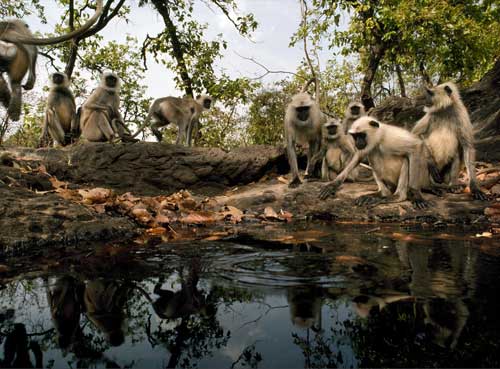 Bandhavgarh Nationalpark