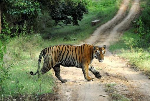 Bandipur national park