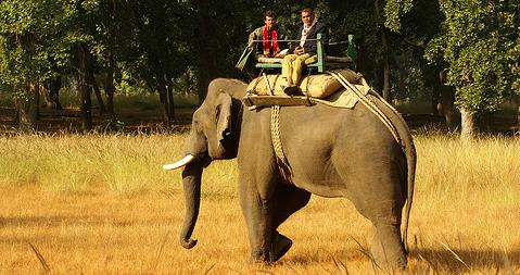 Bhandhavgarh Elephant
