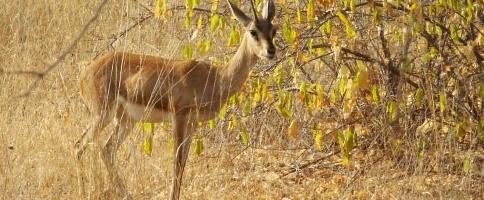Deer in Bhandvgarh National Park