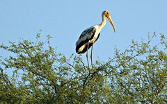 Bharatpur: Bird sanctuary