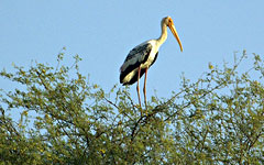 Bharatpur Bird Sanctuary