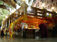 Bodhgaya: Bodhi Baum