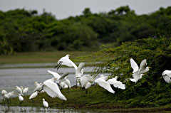 Calimere Bird Sanctuary